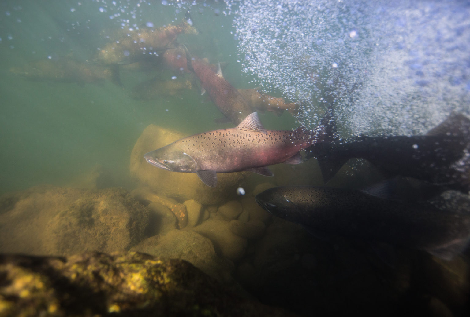 Central Valley Salmon Habitat Partnership - Water Foundation