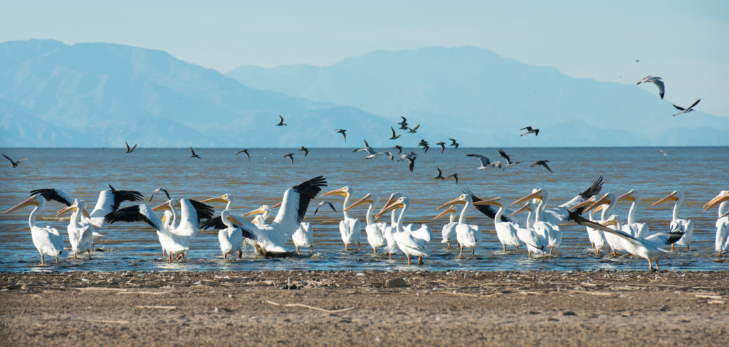 Pelicans congregate at Red Hill Bay along the Salton Sea. Photo by California Department of Water Resources.