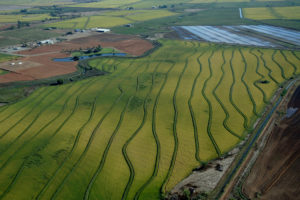 Aerial view of rice fields just north of Sacramento, California. Photo by Paul Hames / California Department of Water Resources