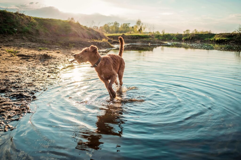 Irish terrier dog near a river. Spring time