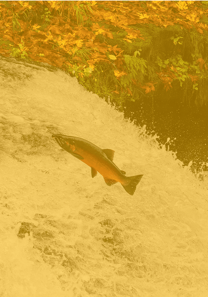 Coho Salmon (Oncorhynchus kisutch) jumping up waterfall at Lower Lake Creek Falls in Western Oregon