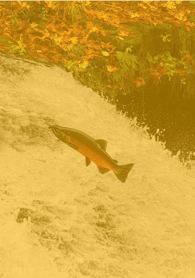 Coho Salmon (Oncorhynchus kisutch) jumping up waterfall at Lower Lake Creek Falls in Western Oregon
