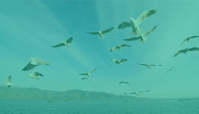 Flying birds in blue sky