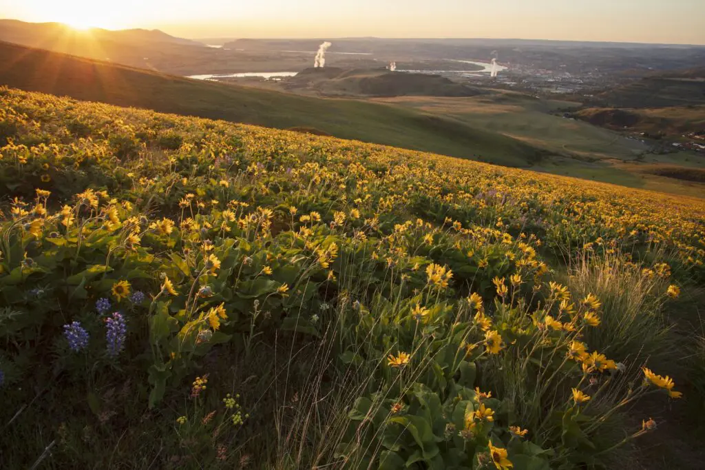 Data center proliferation in the Pacific Northwest. A field of flowers with a data center and water in the background.